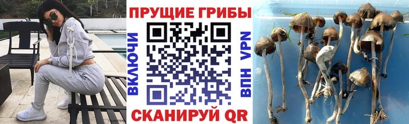 купить   Каргополь  Псилоцибиновые грибы ЛСД 